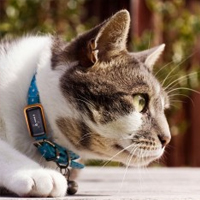 GPS rintraccia animali domestici